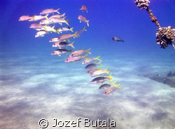 good visibility,lot of fish....what else to wish?
school... by Jozef Butala 